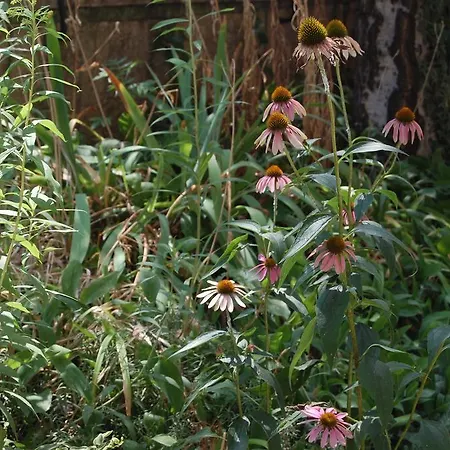 Delibab Апартаменты *